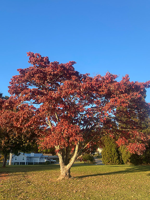 Fall is in the Leaves
