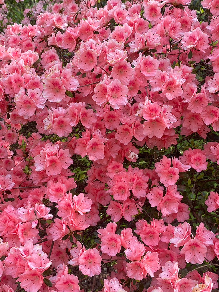 Beautiful Spring Mountain Blooms | Azaleas | Highroads Living