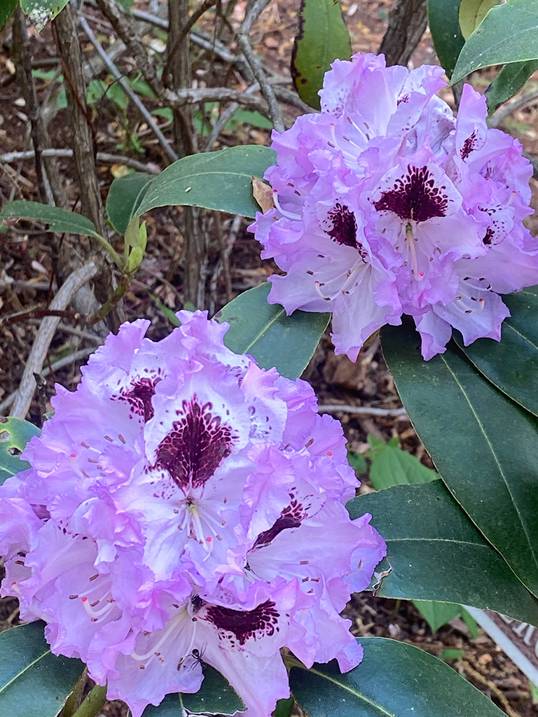 Beautiful Spring Mountain Blooms | Rhododendron | Highroads Living