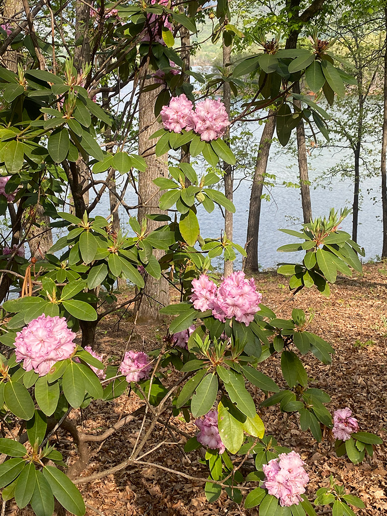 Beautiful Spring Mountain Blooms | Rhododendron | Highroads Living