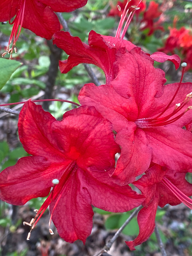 Beautiful Spring Mountain Blooms | Azaleas | Highroads Living